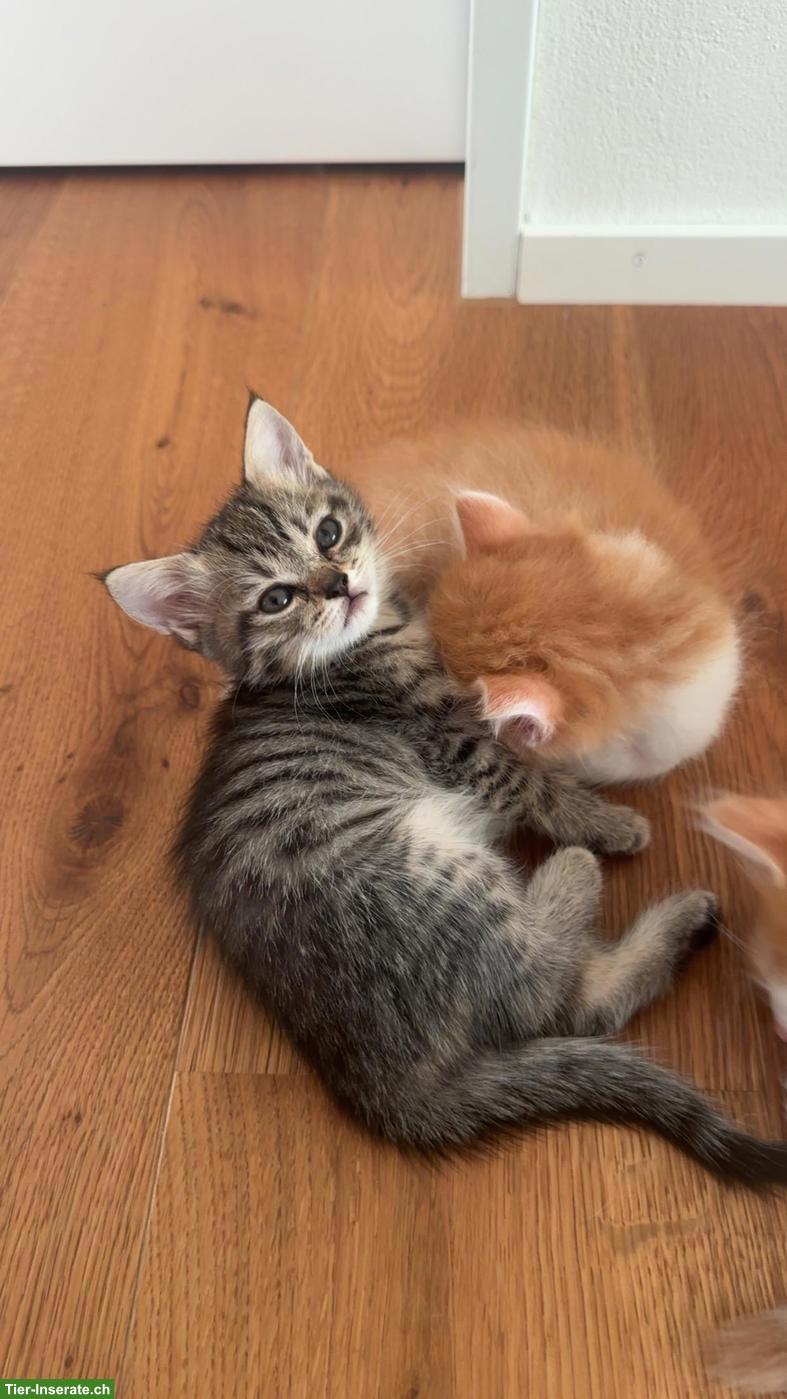Bild 2: Wunderschöne Kitten suchen liebevolles Zuhause