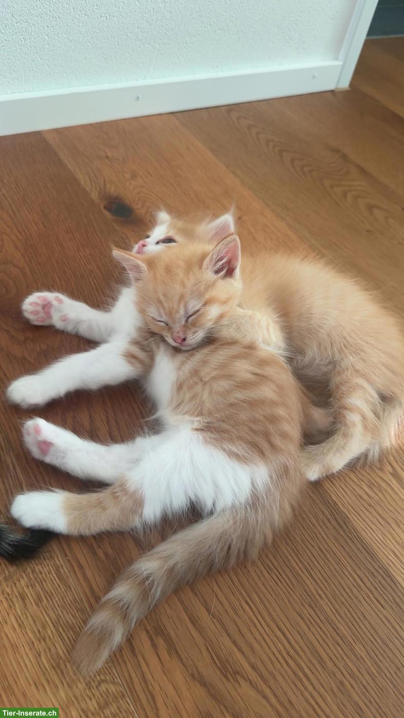 Bild 3: Wunderschöne Kitten suchen liebevolles Zuhause