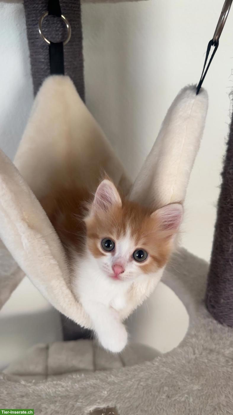 Bild 4: Wunderschöne Kitten suchen liebevolles Zuhause
