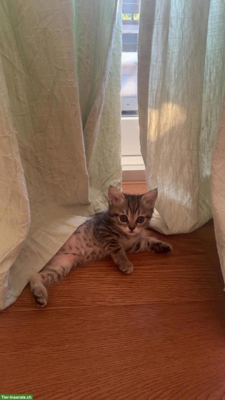 Bild 5: Wunderschöne Kitten suchen liebevolles Zuhause