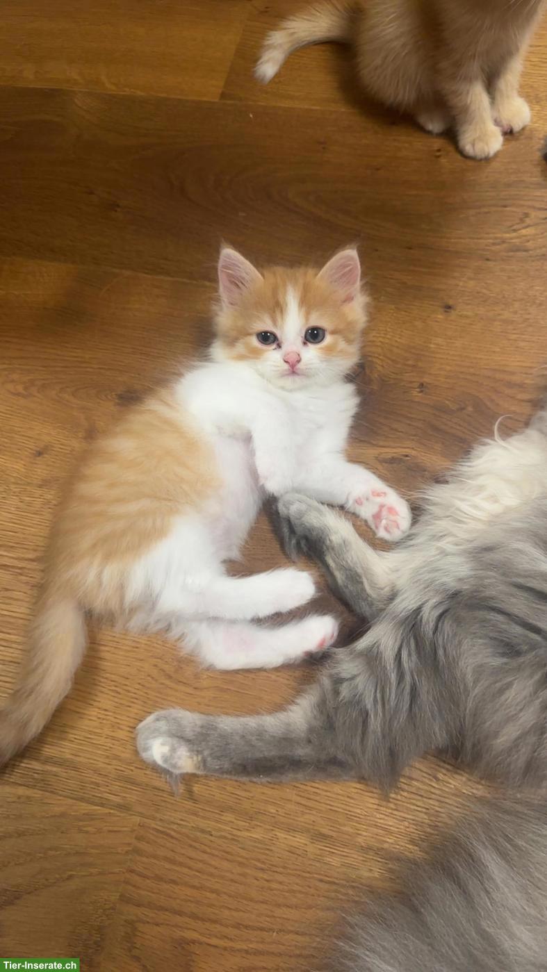 Bild 6: Wunderschöne Kitten suchen liebevolles Zuhause