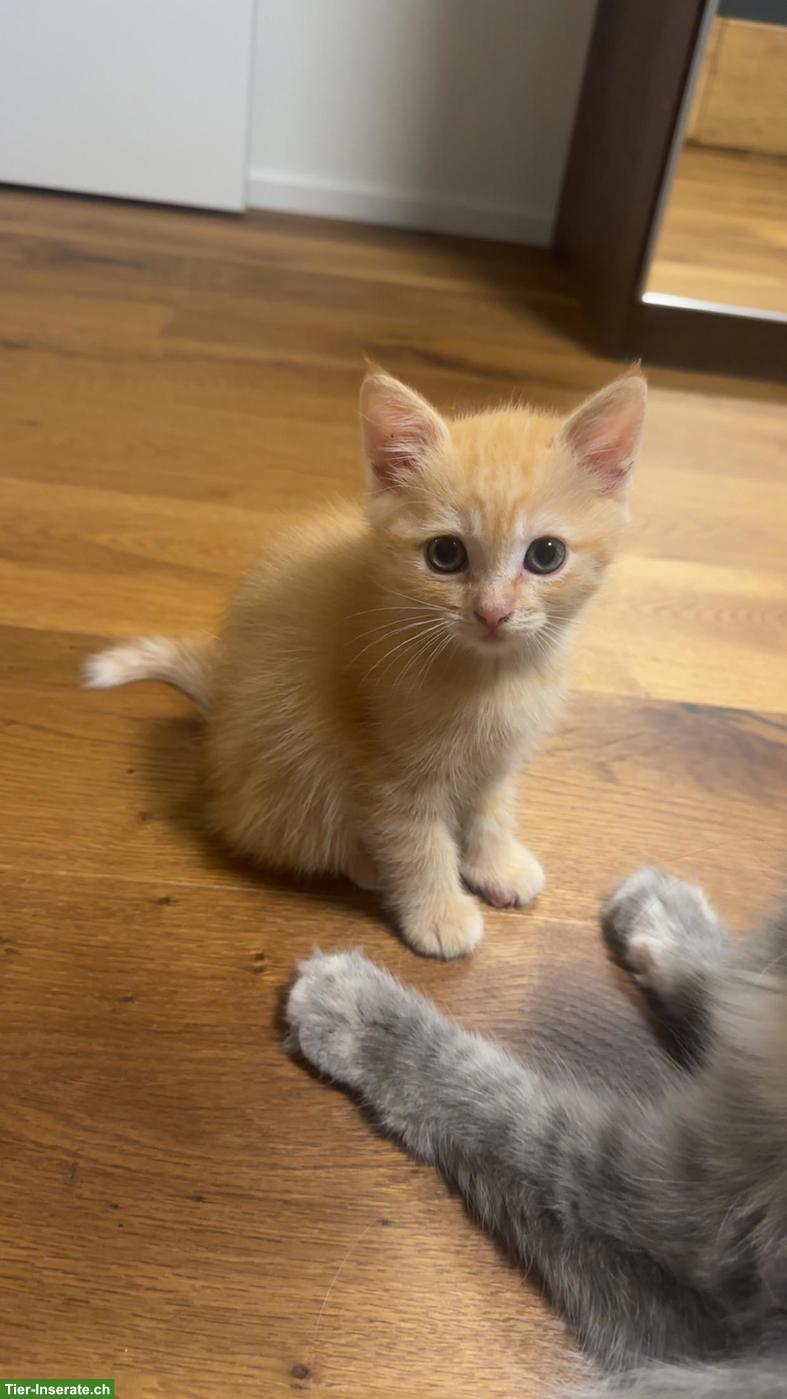 Bild 7: Wunderschöne Kitten suchen liebevolles Zuhause