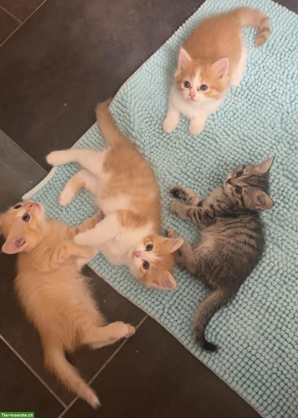 Bild 8: Wunderschöne Kitten suchen liebevolles Zuhause