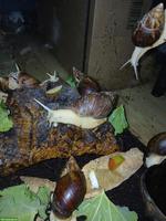Achatschnecken (Achatina fulica)