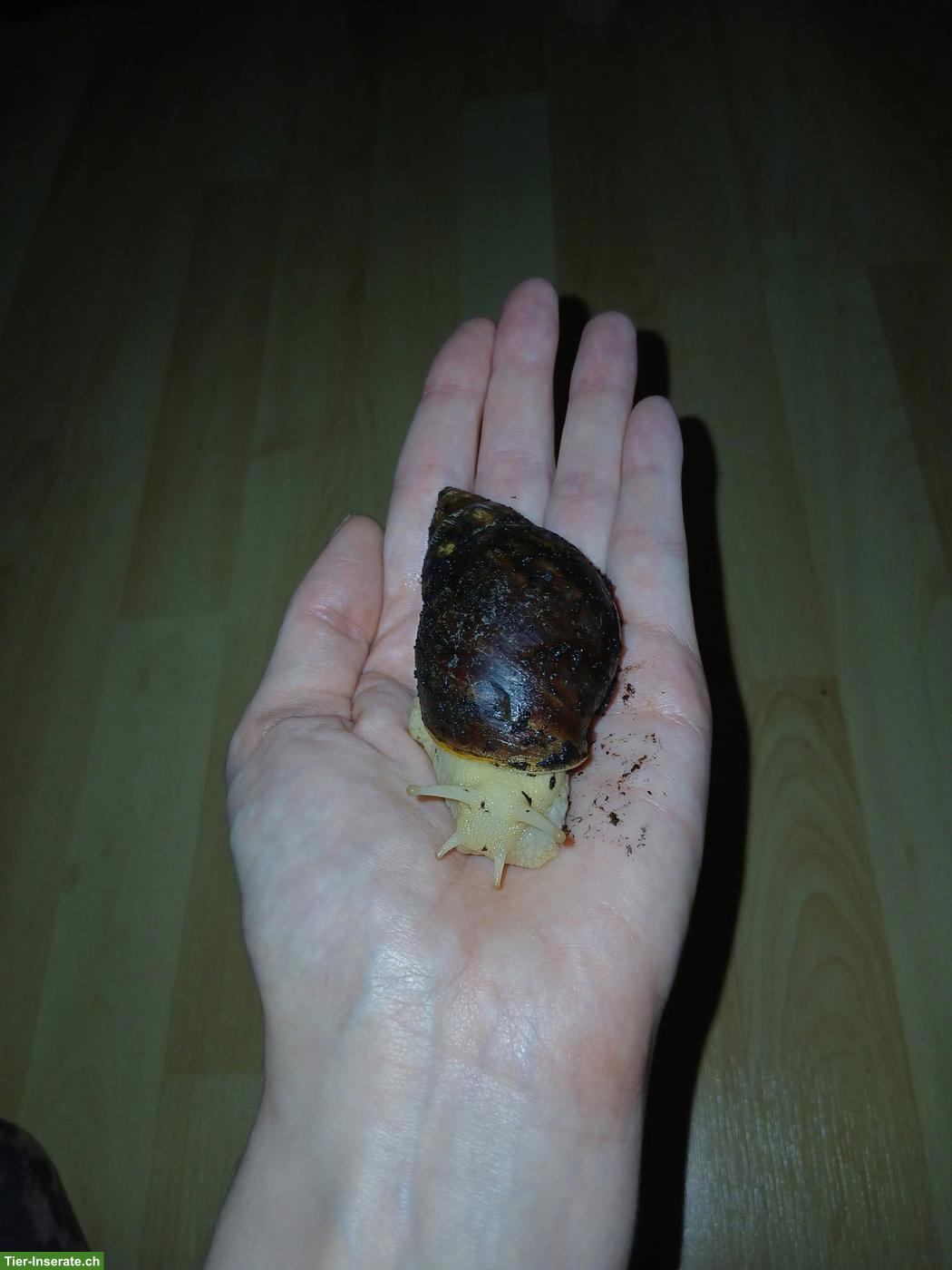 Bild 2: Achatschnecken (Lissachatina fulica)