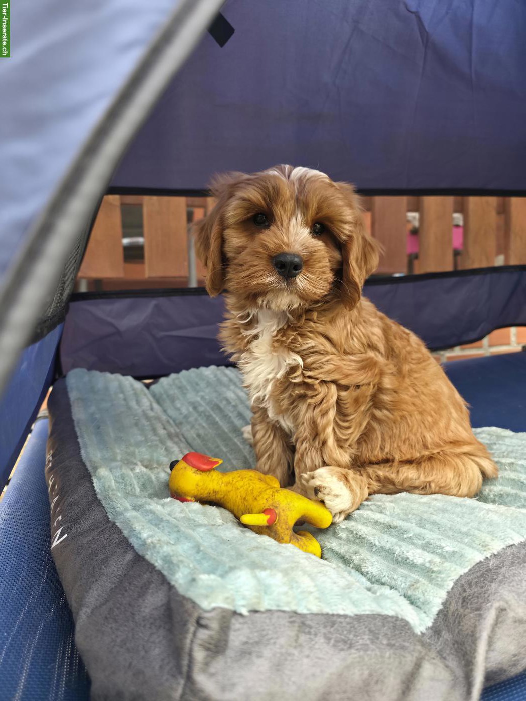 Zuckersüsser Cavapoo Rüde