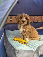 Zuckersüsser Cavapoo Rüde