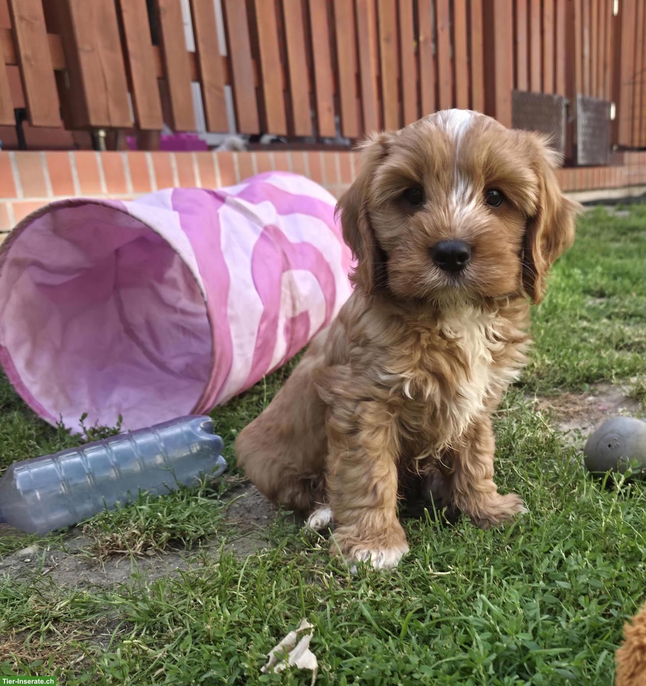 Bild 2: Zuckersüsser Cavapoo Rüde