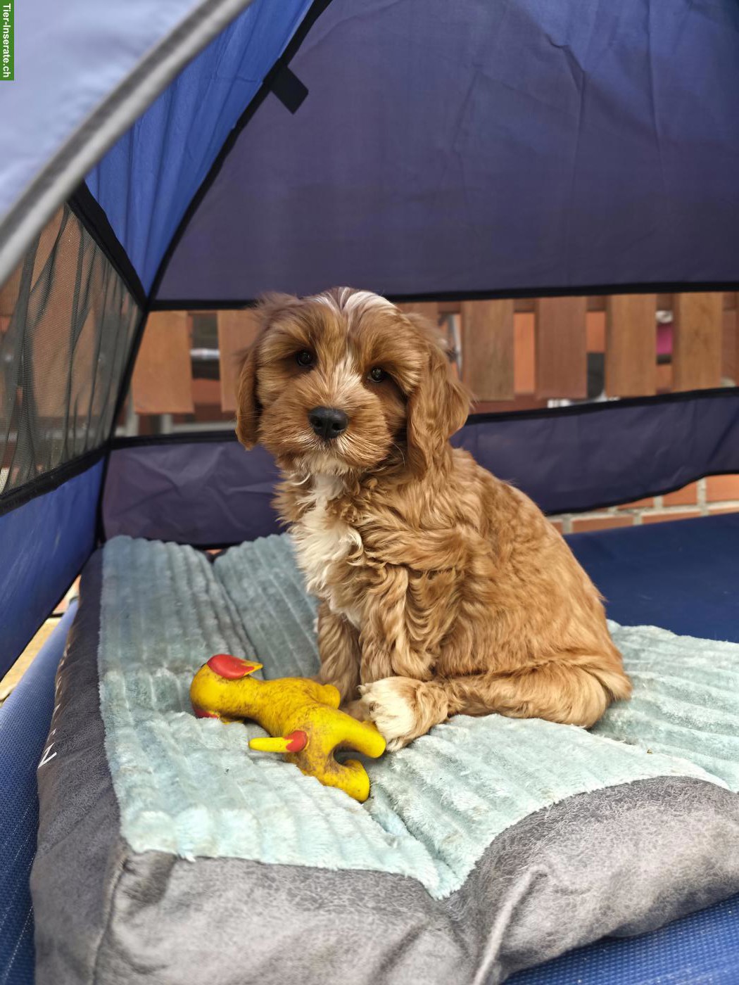 Bild 3: Zuckersüsser Cavapoo Rüde