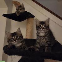 Niedliche Maine Coon Mix Kitten