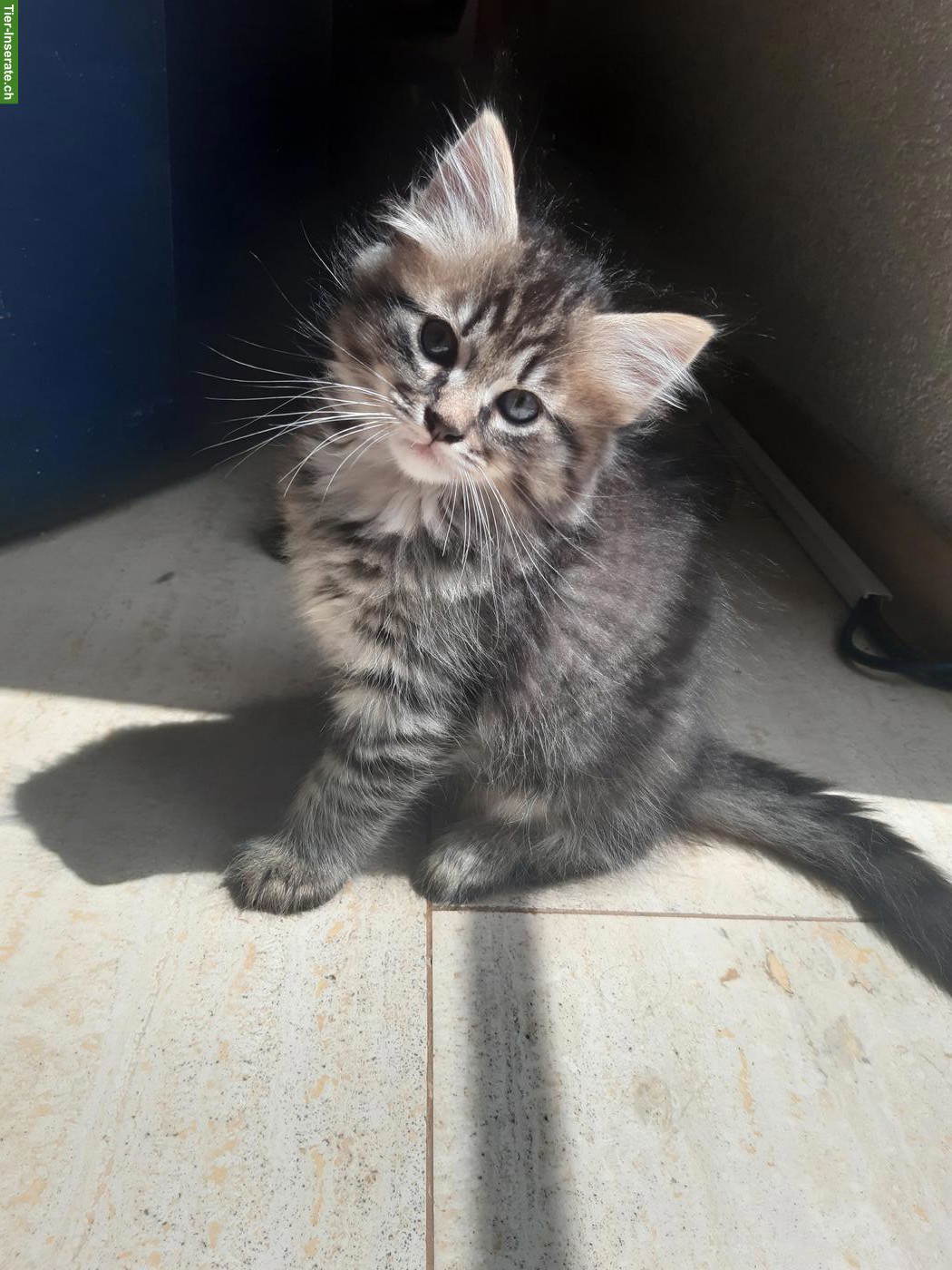 Bild 2: Niedliche Maine Coon Mix Kitten