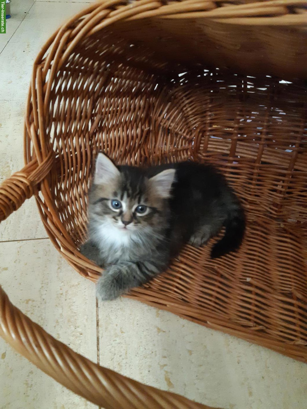 Bild 3: Niedliche Maine Coon Mix Kitten