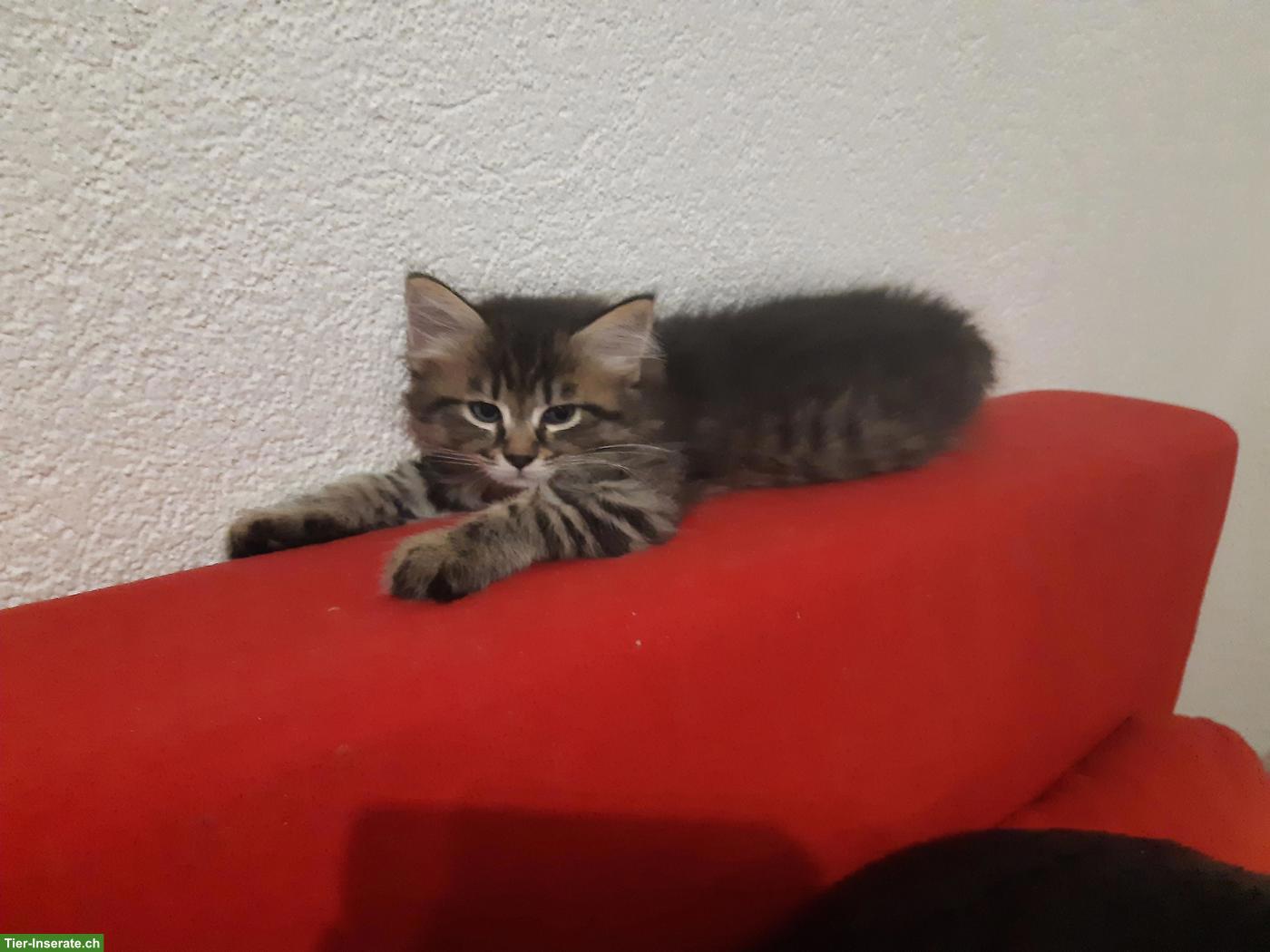 Bild 4: Niedliche Maine Coon Mix Kitten