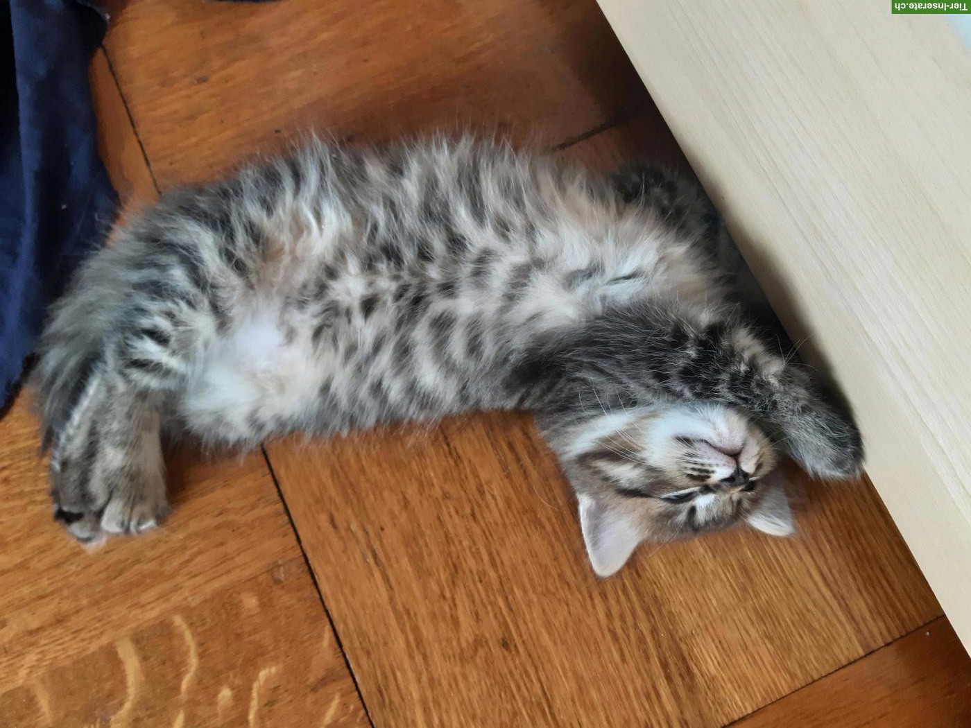 Bild 5: Niedliche Maine Coon Mix Kitten