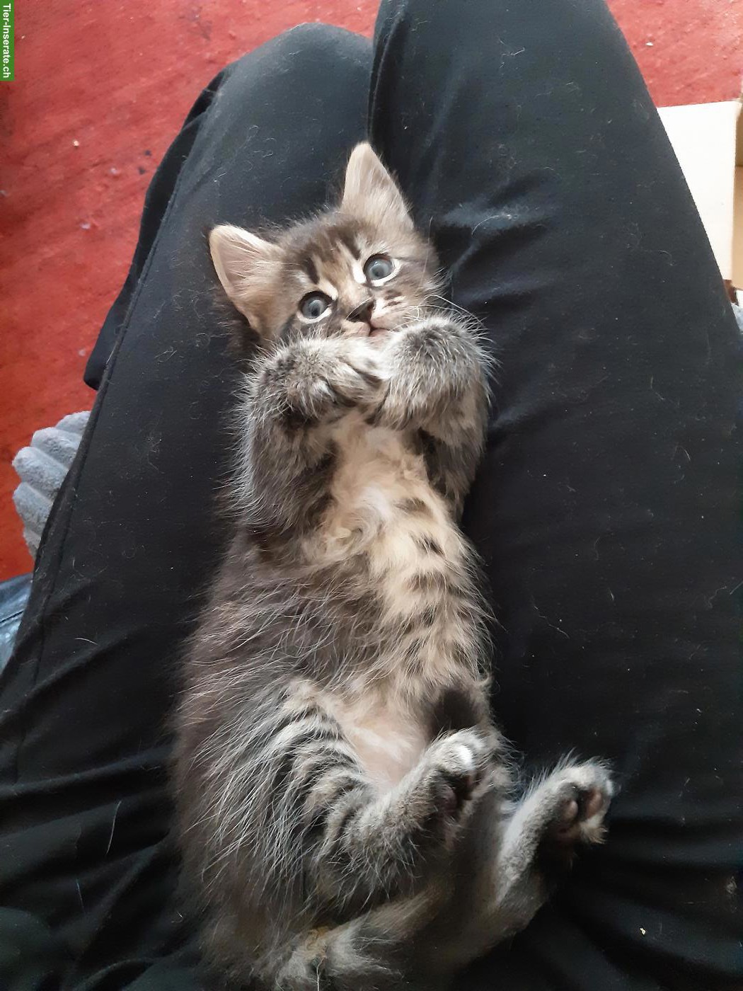 Bild 6: Niedliche Maine Coon Mix Kitten