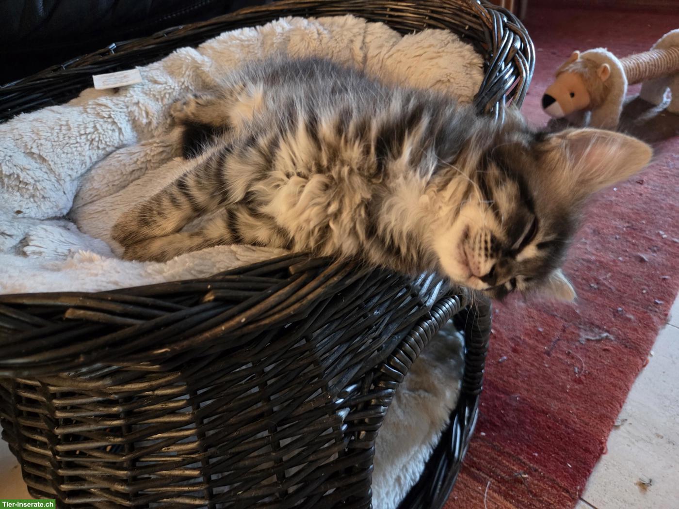 Bild 7: Niedliche Maine Coon Mix Kitten
