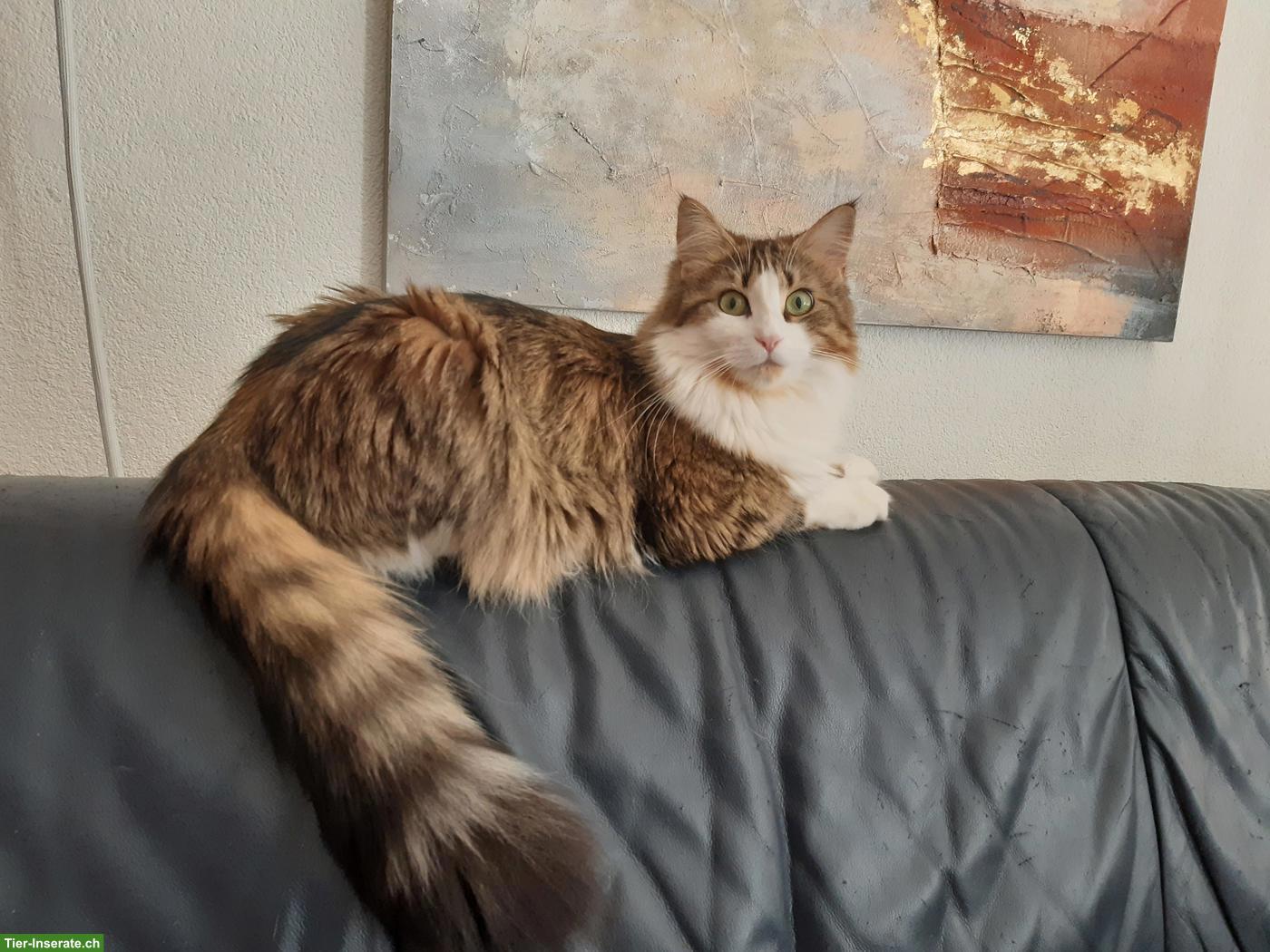 Bild 8: Niedliche Maine Coon Mix Kitten