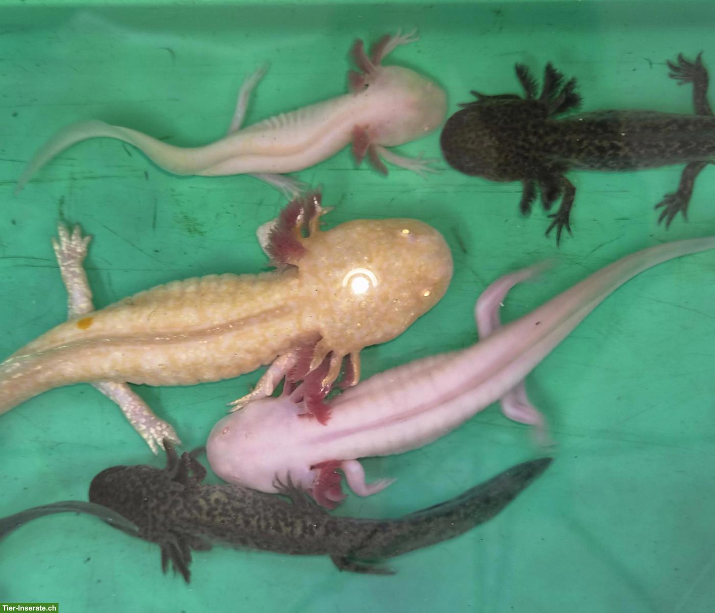 Axolotl (Ambystoma mexicanum) Nachzucht