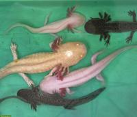 Axolotl (Ambystoma mexicanum) Nachzucht