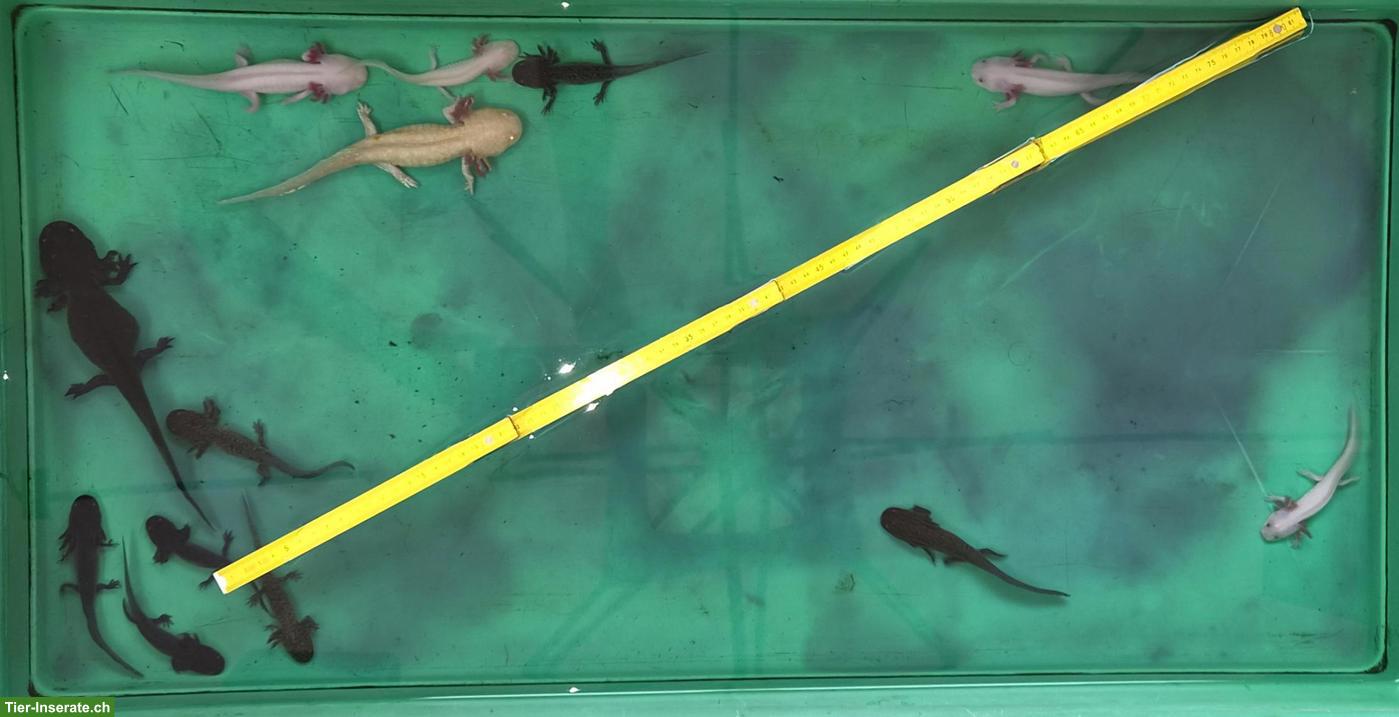Bild 2: Axolotl (Ambystoma mexicanum) Nachzucht