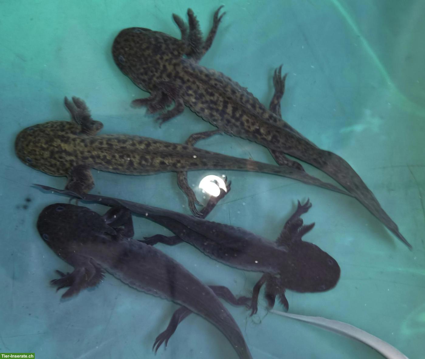 Bild 3: Axolotl (Ambystoma mexicanum) Nachzucht