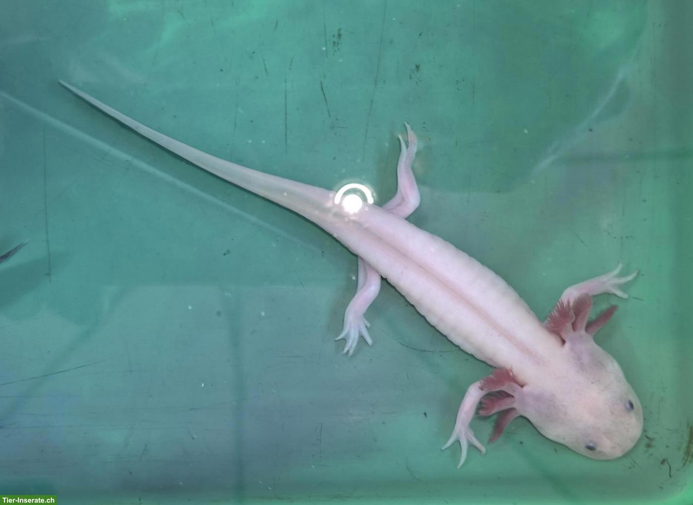 Bild 4: Axolotl (Ambystoma mexicanum) Nachzucht