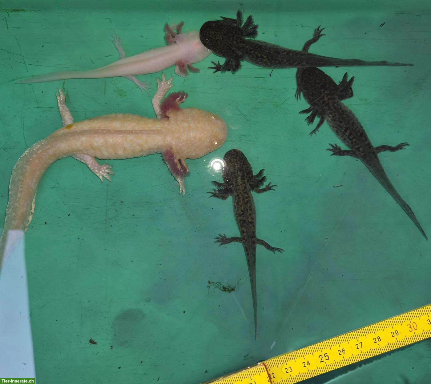Bild 5: Axolotl (Ambystoma mexicanum) Nachzucht