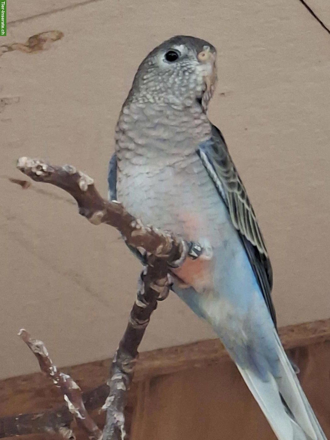 Bourkesittich zu verkaufen