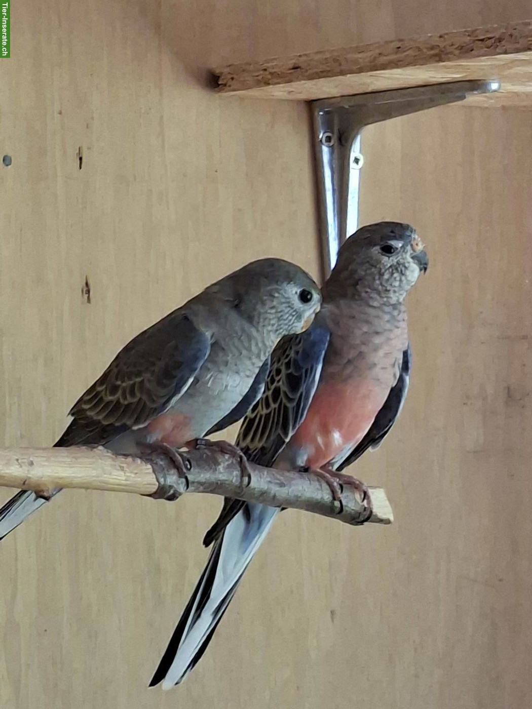 Bild 3: Bourkesittich zu verkaufen