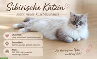 Siberian-Neva Kätzin 🌸 inkl. Zubehöre