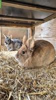 Zwergkaninchen inkl. Stall und Käfig