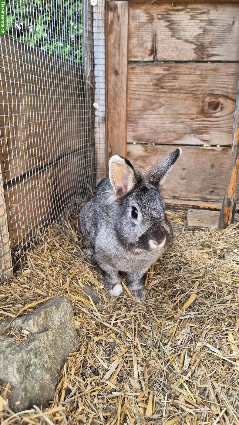 Bild 2: Zwergkaninchen inkl. Stall und Käfig