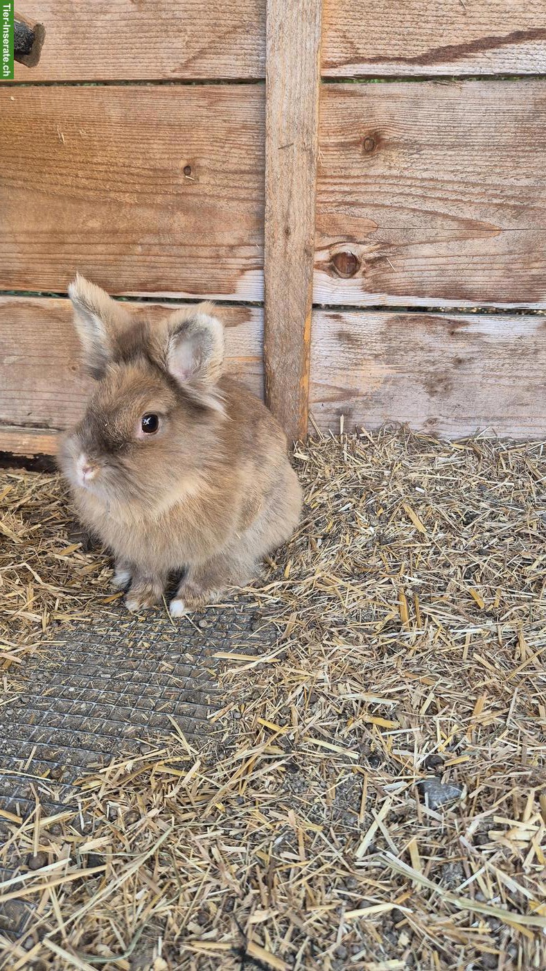 Bild 3: Zwergkaninchen inkl. Stall und Käfig