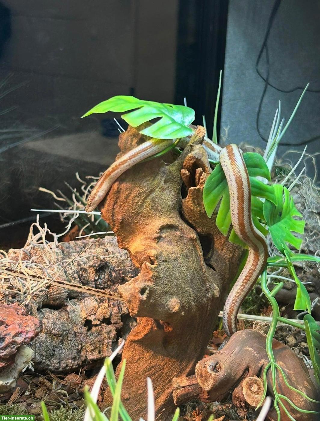 Rosenboa Jungtier