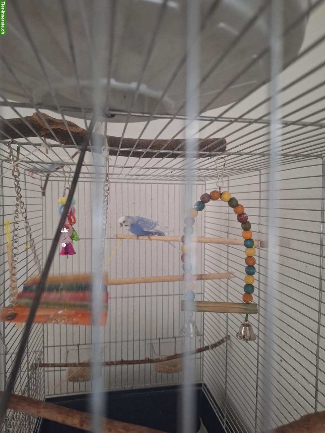 Bild 3: 2 Wellensittiche, blau und weiss