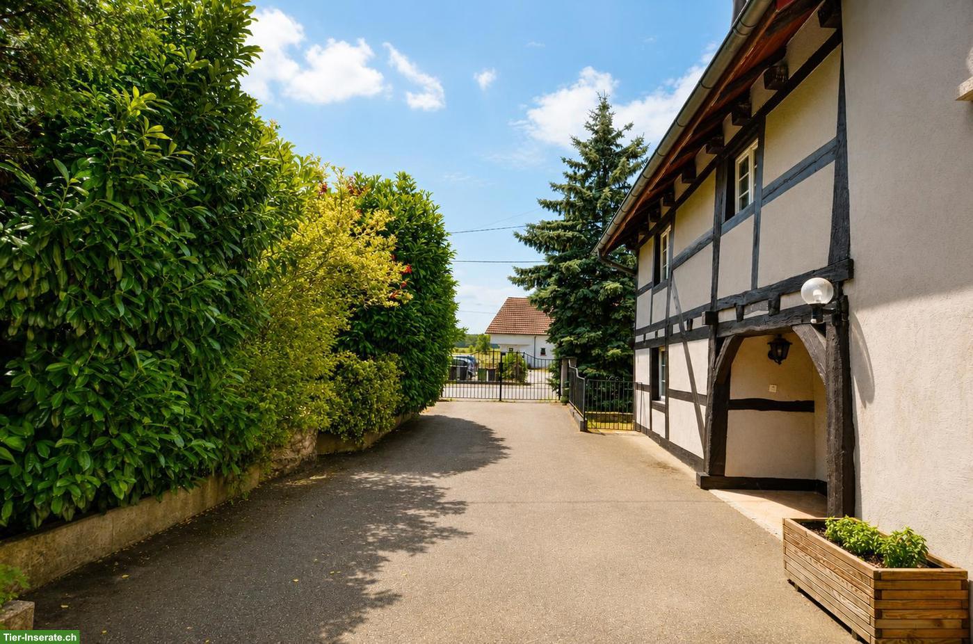 Bild 10: Historisches Pferdeparadies im Elsass