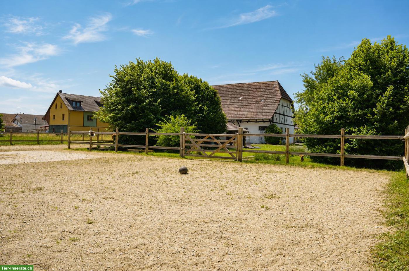 Bild 8: Historisches Pferdeparadies im Elsass