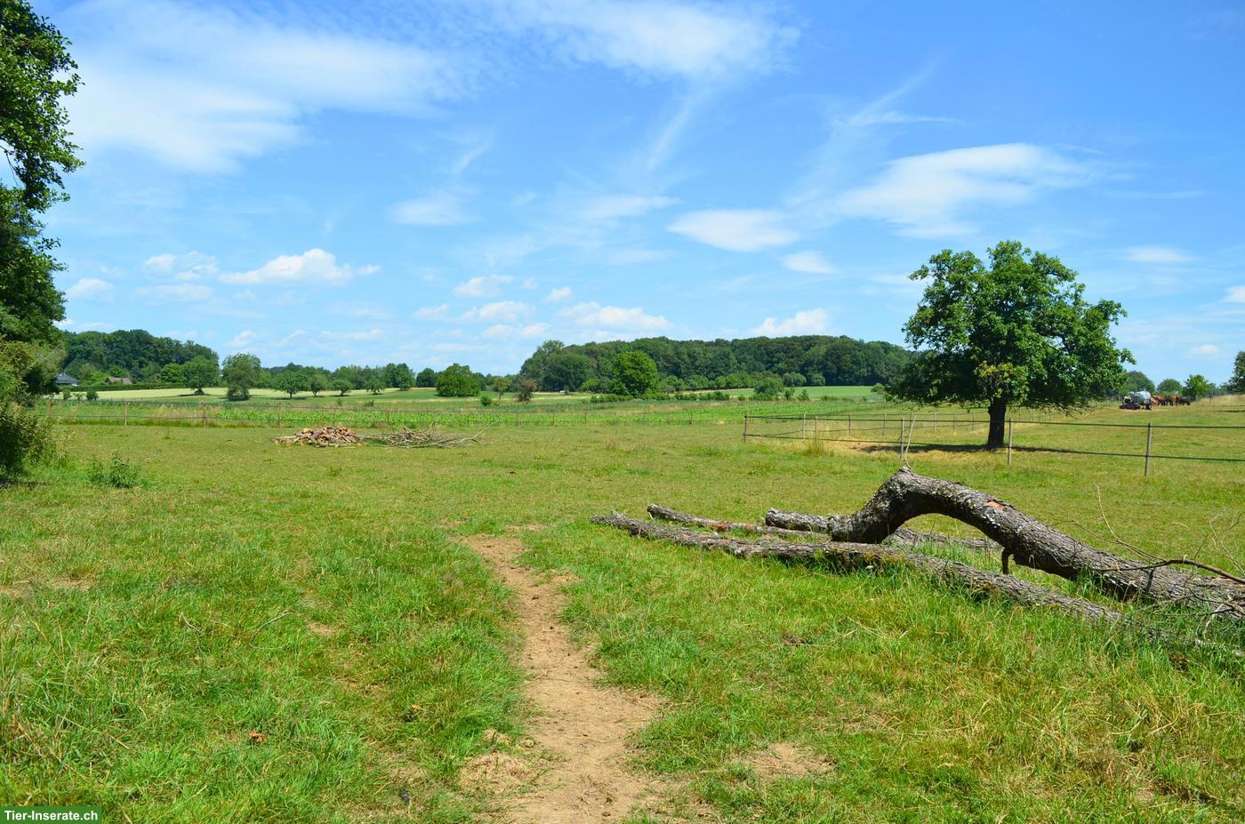 Bild 9: Historisches Pferdeparadies im Elsass