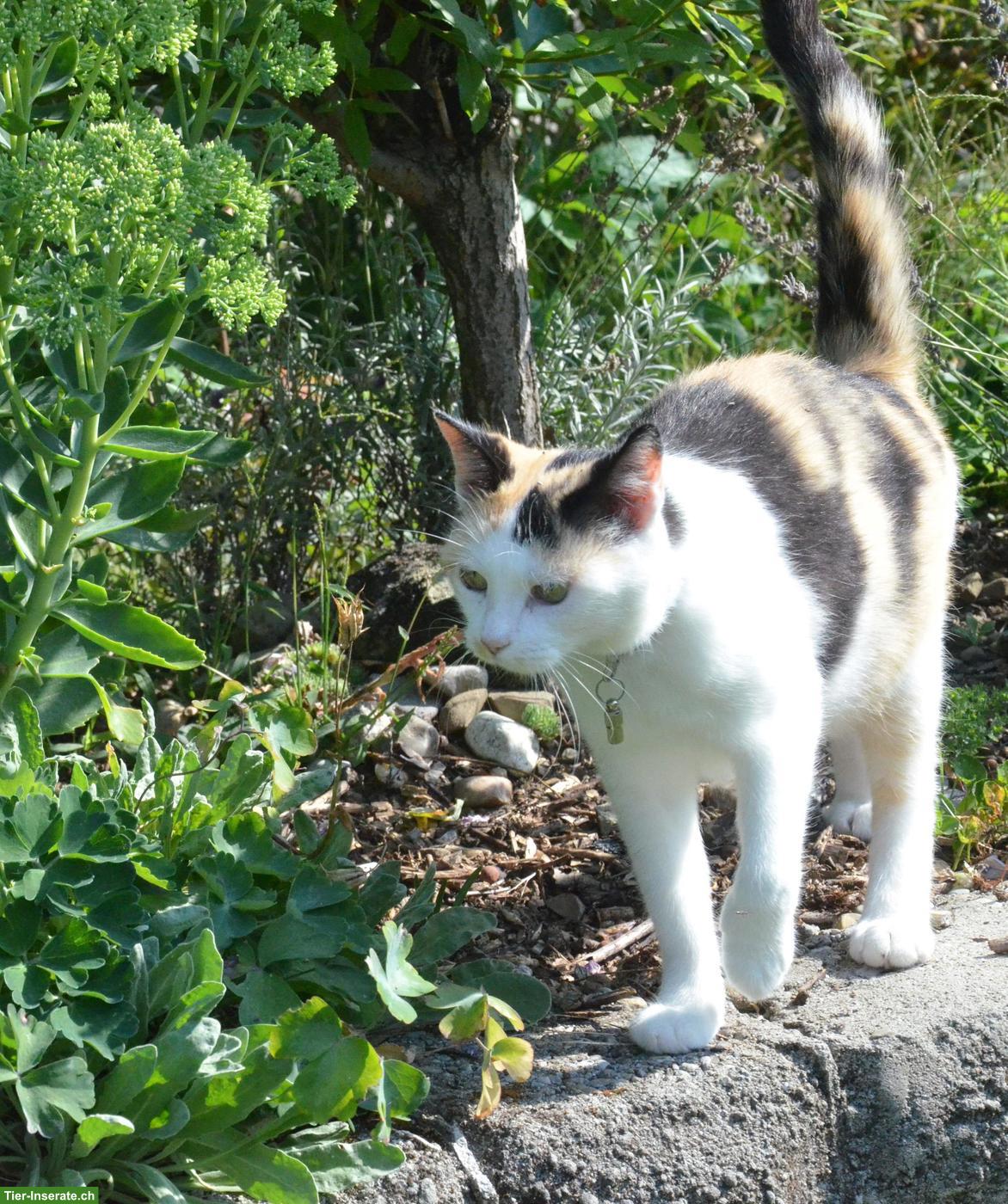 Vierfarbige Katze vermisst, Gümligen BE