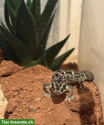 Weiblicher Rübenschwanz-Viperngecko zu verkaufen
