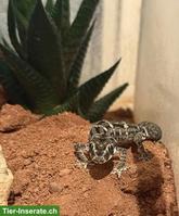 Weiblicher Rübenschwanz-Viperngecko zu verkaufen
