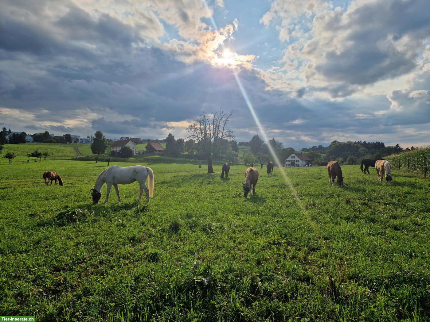 Einzelboxe mit Auslauf und Gruppenweide in Freidorf TG