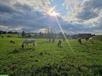 Einzelboxe mit Auslauf und Gruppenweide in Freidorf TG
