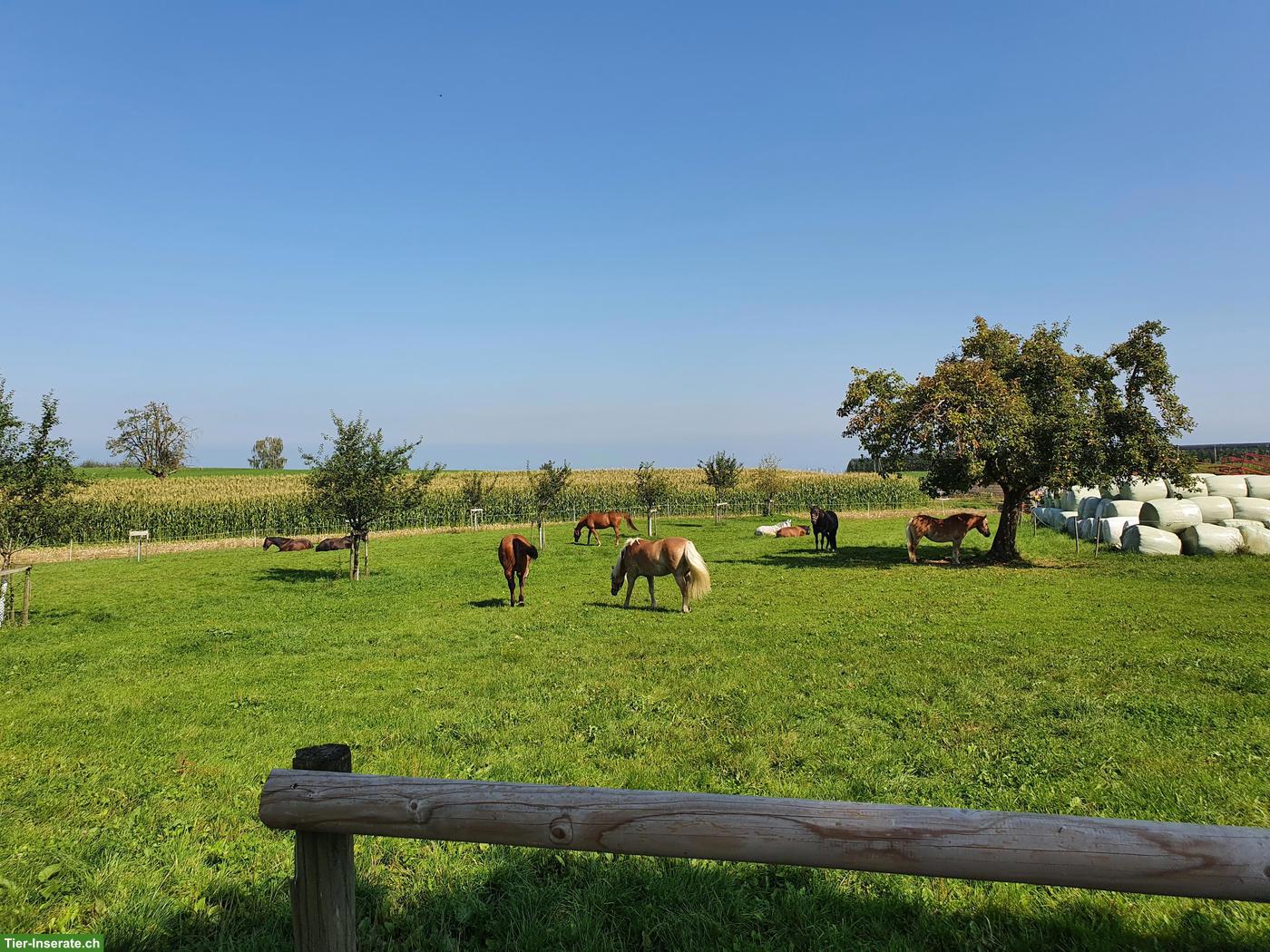 Bild 4: Einzelboxe mit Auslauf und Gruppenweide in Freidorf TG