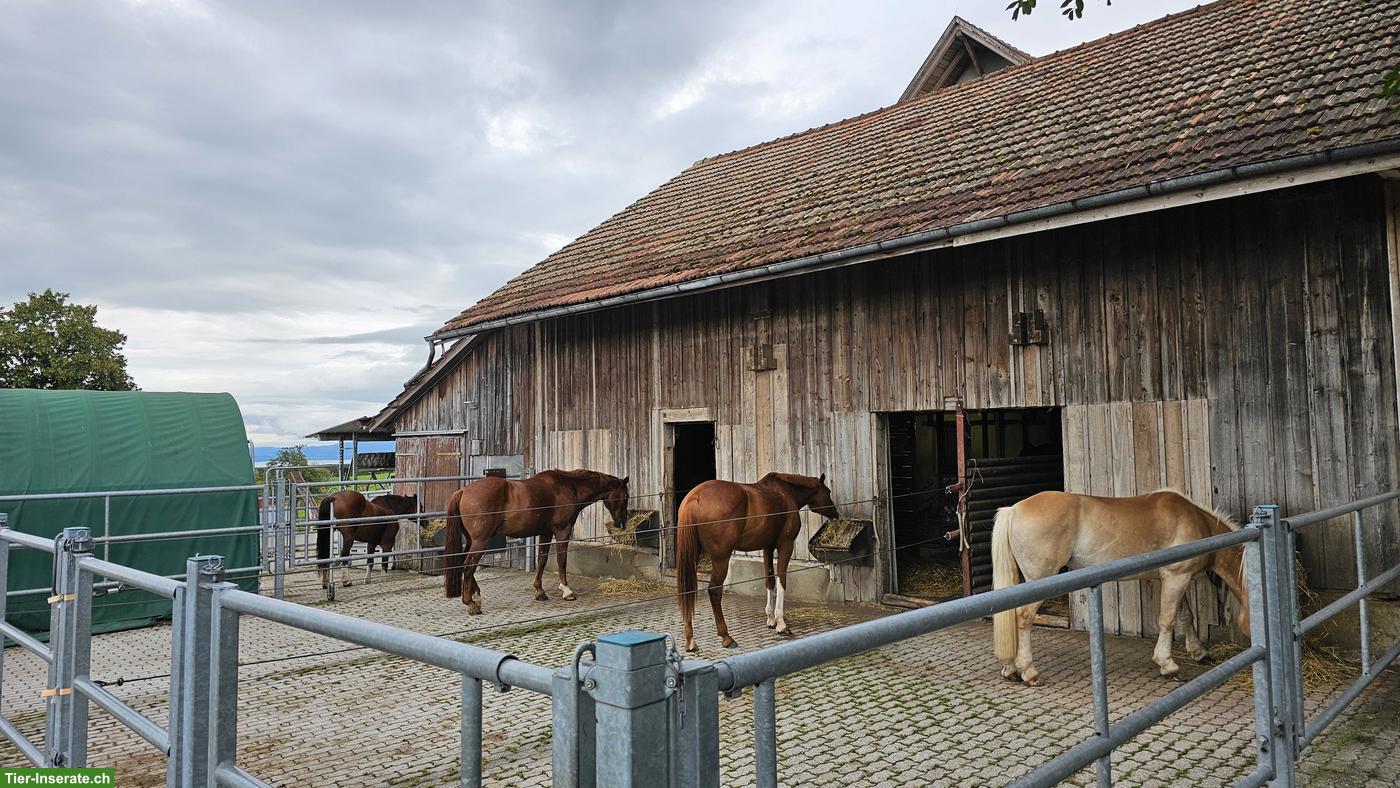 Bild 5: Einzelboxe mit Auslauf und Gruppenweide in Freidorf TG