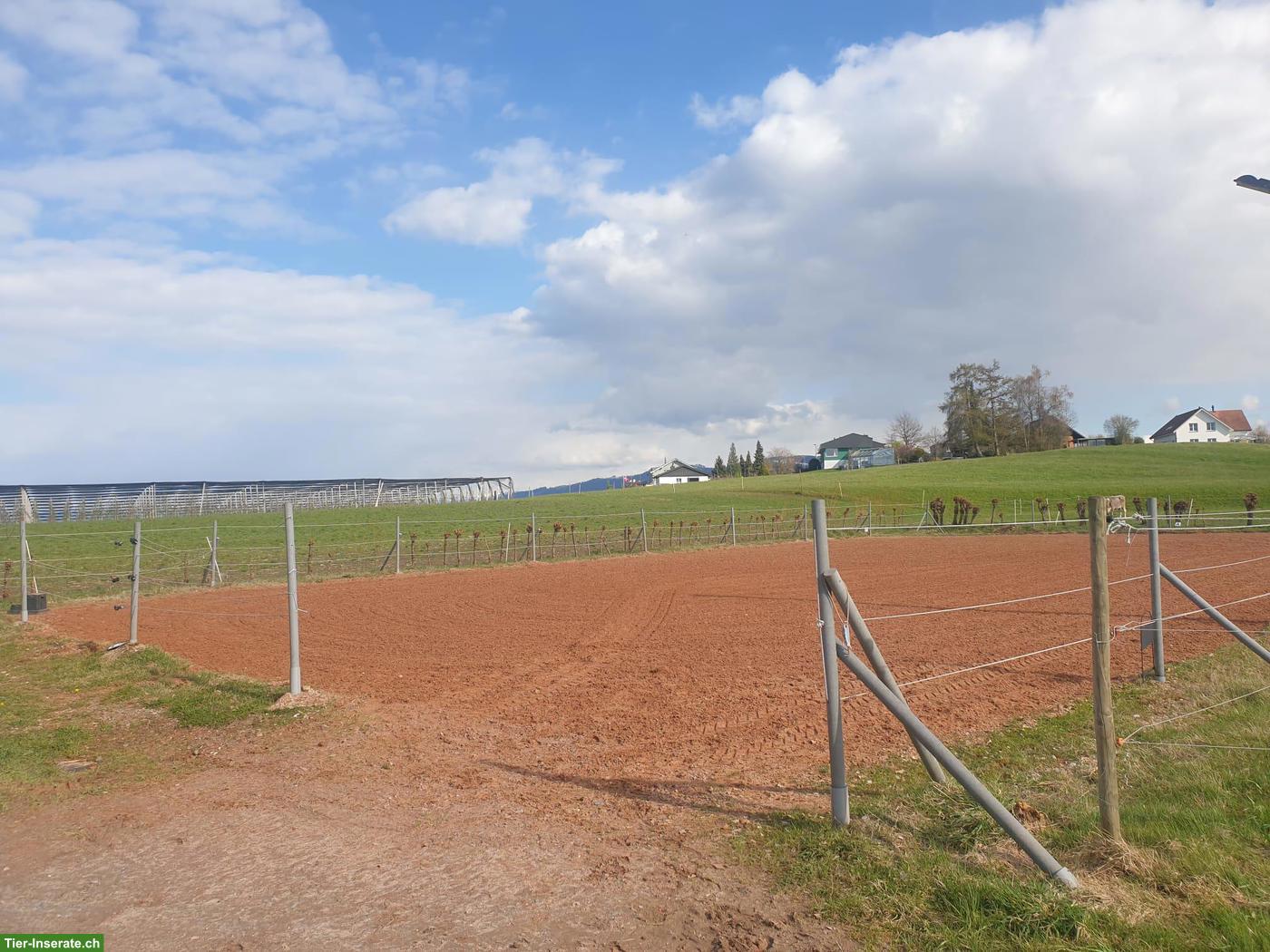 Bild 6: Einzelboxe mit Auslauf und Gruppenweide in Freidorf TG