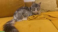 Reinrassige Maine Coon Kater mit Stammbaum zu verkaufen