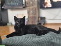 Junger schwarzer Kater sucht Freigang-Zuhause