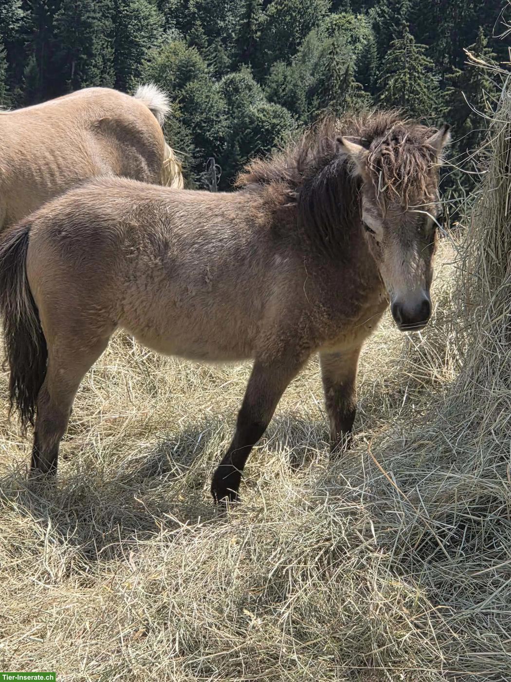 Mini Shetlandpony Stutfohlen mit Mushroom Gen