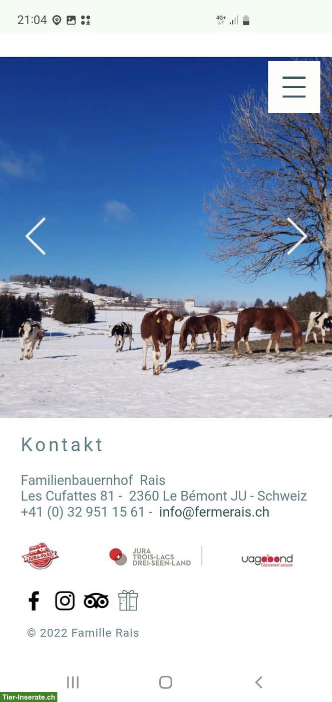 Bild 2: Braver Islandpony Wallach gesucht